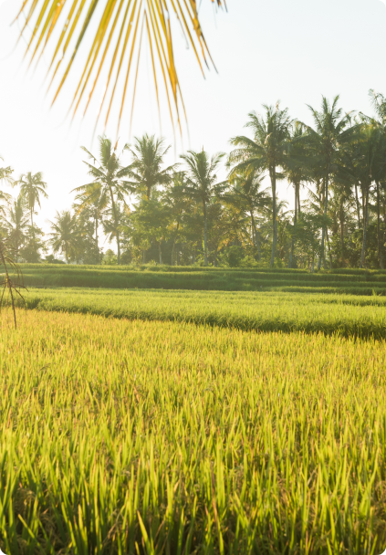 rice-field-bali